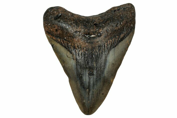 Fossil Megalodon Tooth - North Carolina #351181